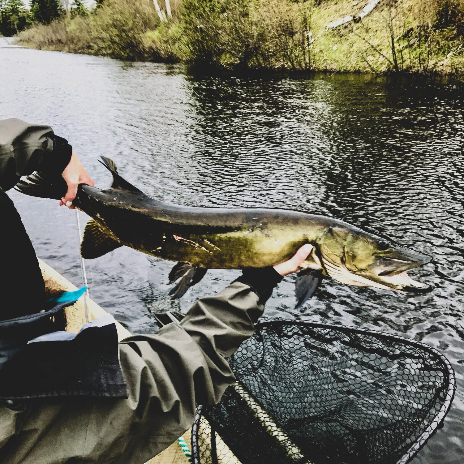 Fly Fishing for Muskie - Fly Fisherman