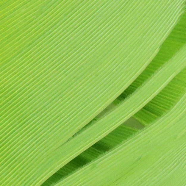 Plumas Hareline Pavo Biot