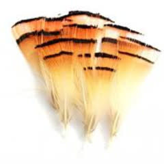 Golden Pheasant Tippets