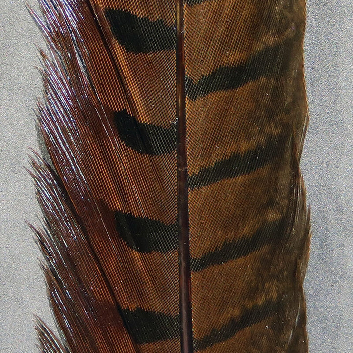 Hareline Ringneck Pheasant Tail Feathers