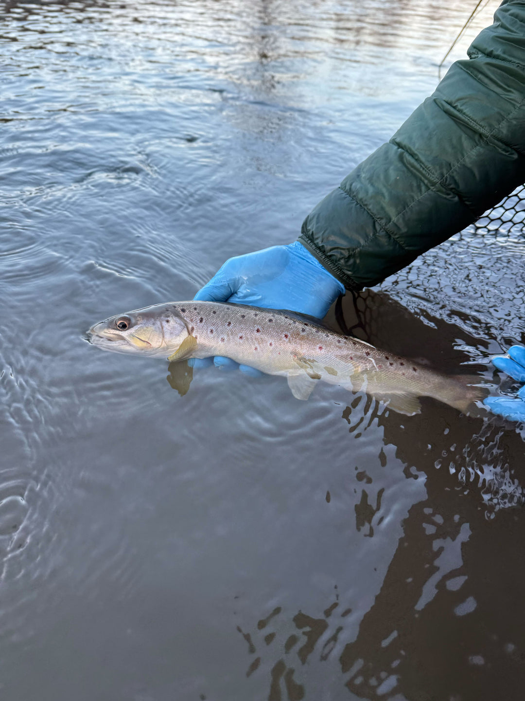 Winter Trout Fishing Report and Tips: Why Big Streamers Are Worth a Shot