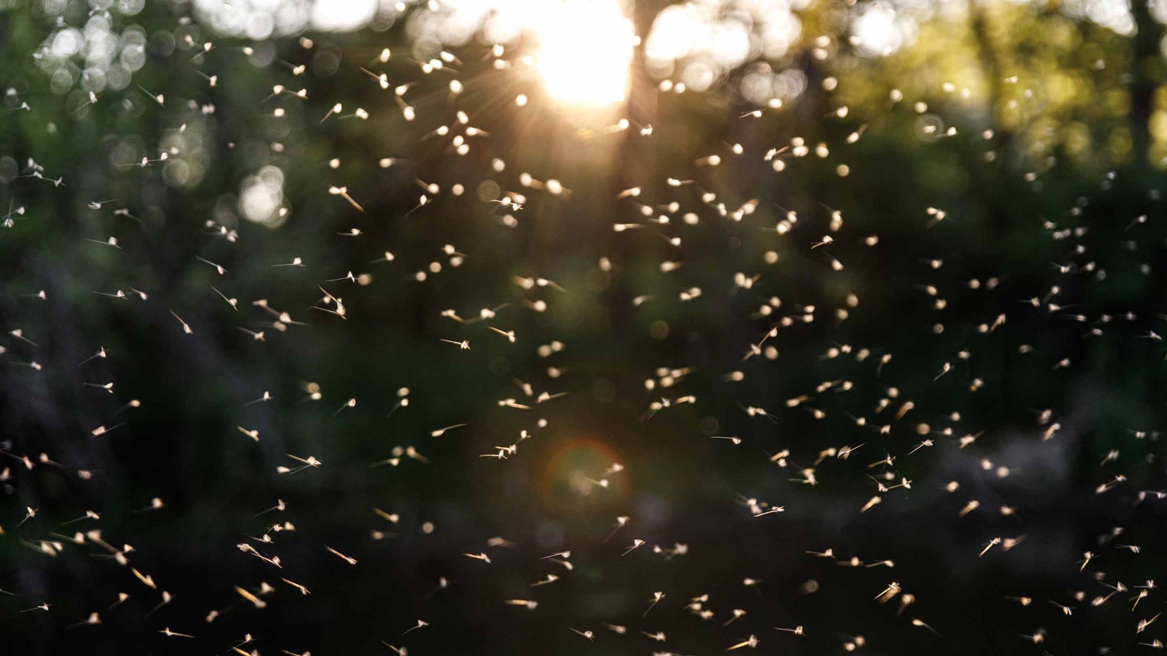 Dry Flies