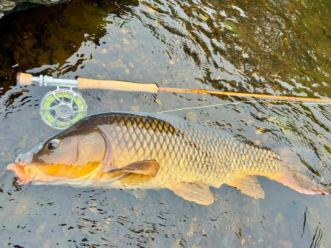 Thomas &amp; Thomas Lotic II 2 Freshwater Fly Rods