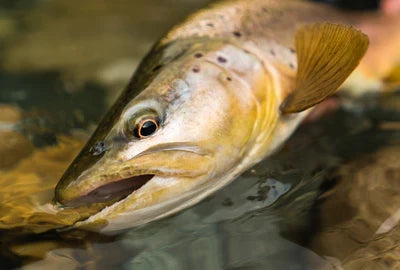 Thomas &amp; Thomas Avantt II (2) Fly Rods