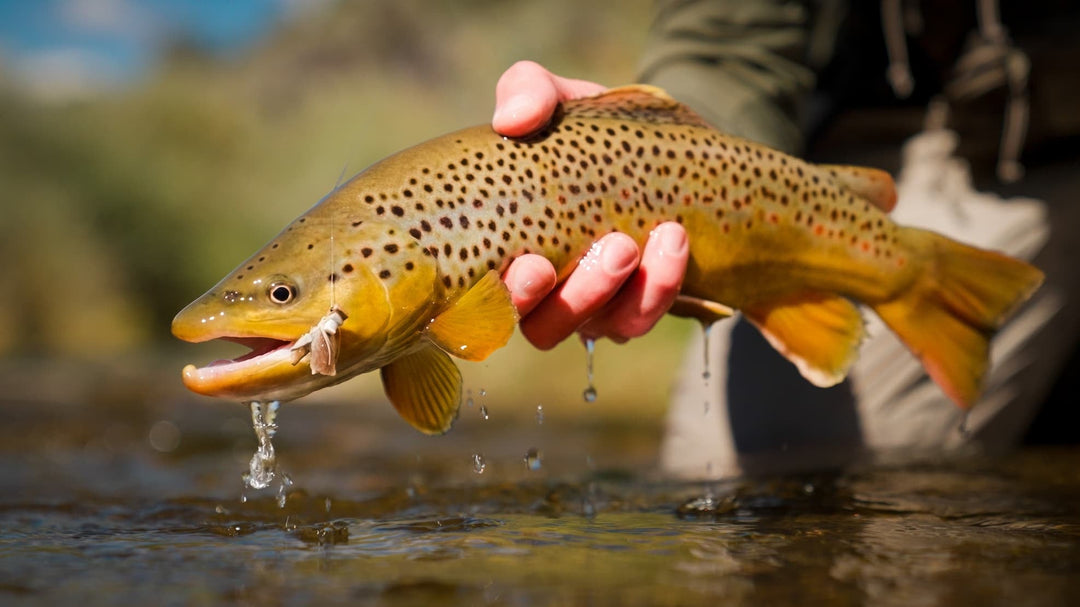 Thomas &amp; Thomas Paradigm Fly Rods