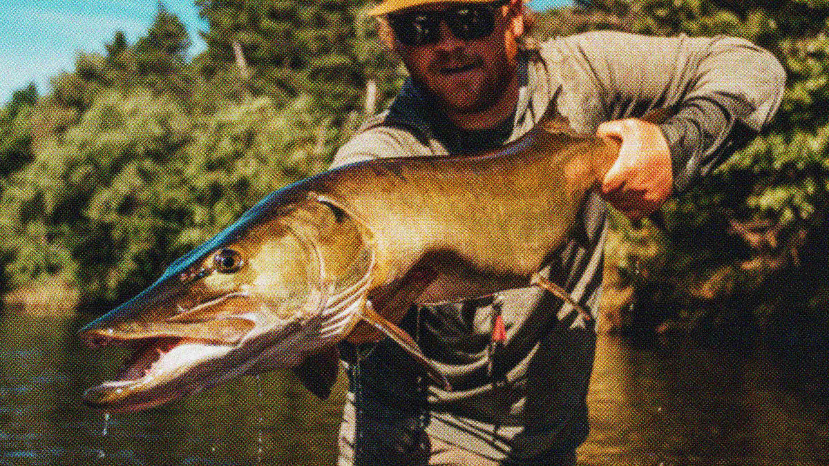 New Arrivals – Musky Fool