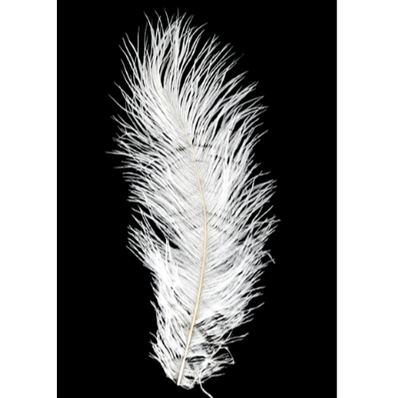 MFC Ostrich Plume