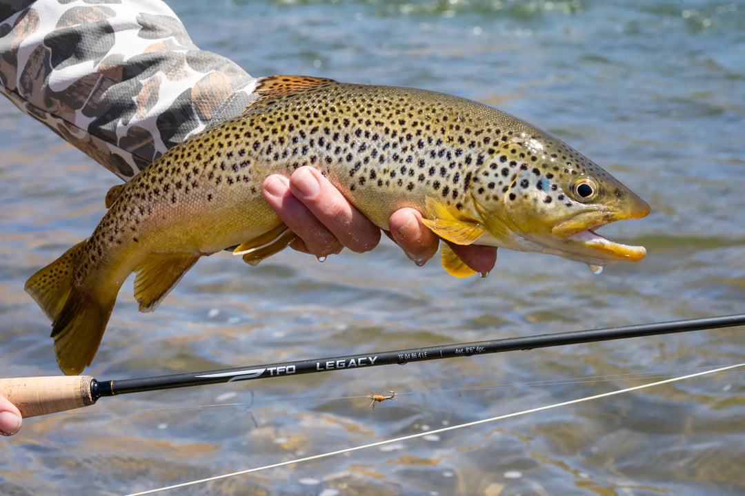 TFO Legacy Fly Rods - New for 2026!