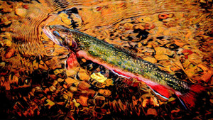 Trout Season is HERE!