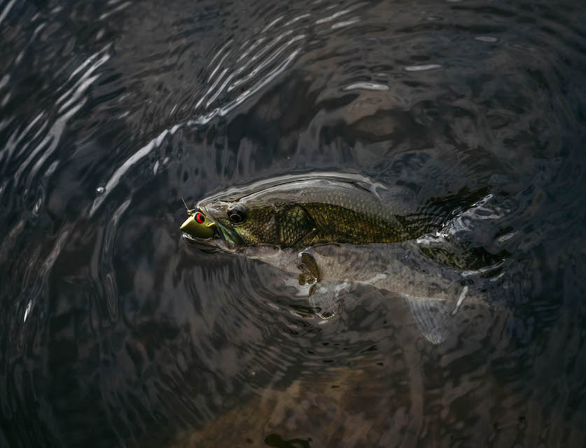 Bass Popper 