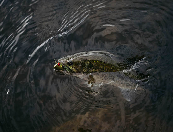 Bass Popper 