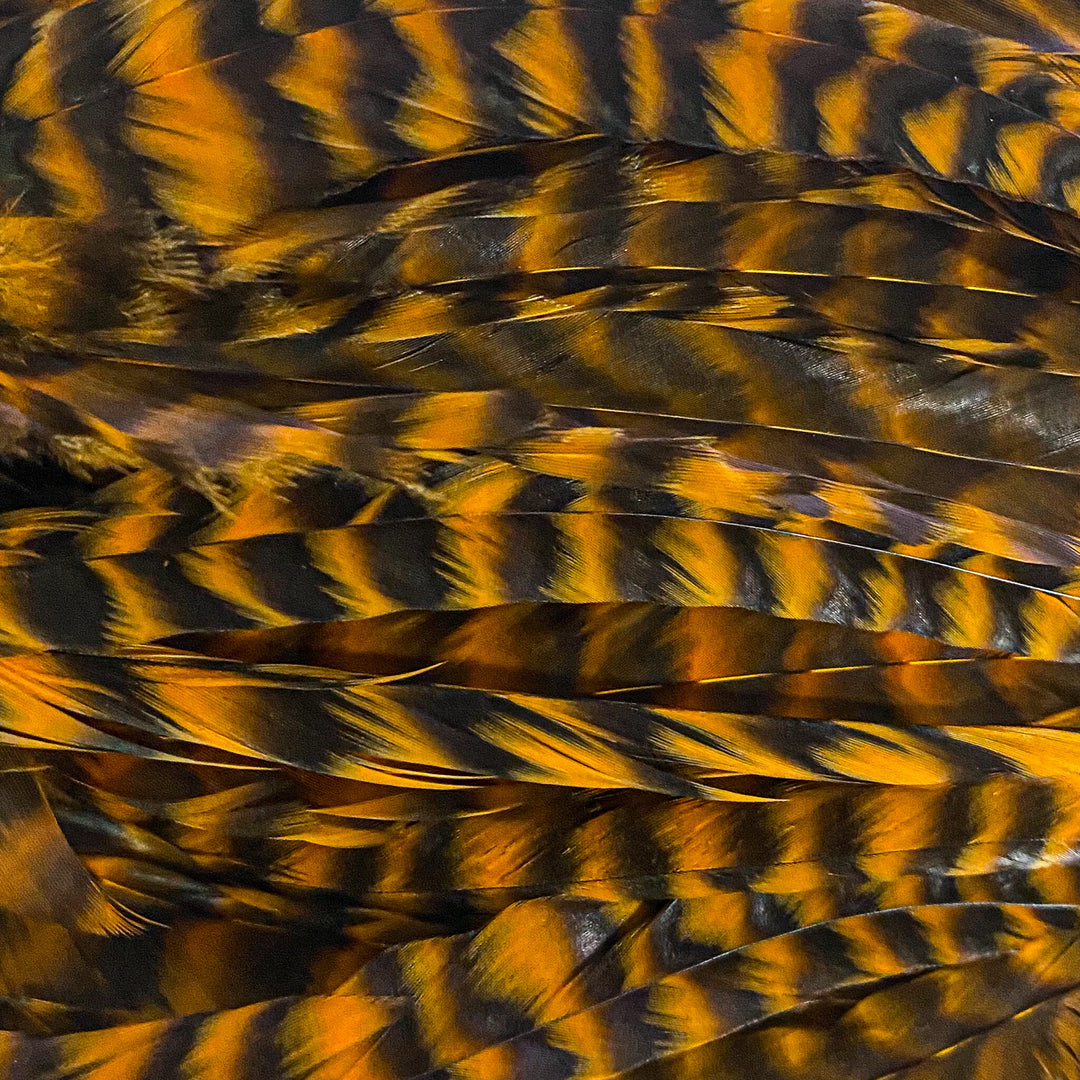 Whiting Farms Schlappen Feathers 10" to 14"