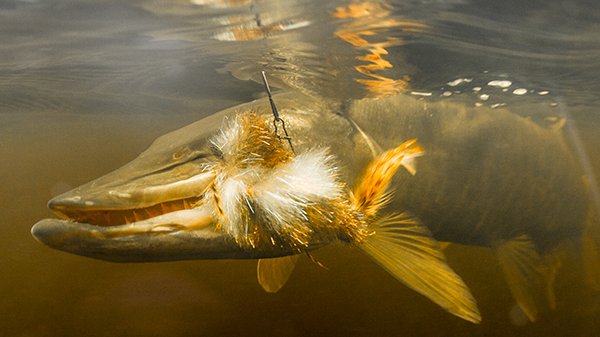 Echo Musky Fly Rod