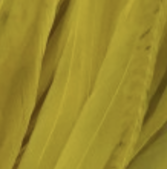 Whiting Farms Schlappen Feathers 10" to 14"