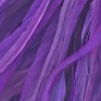 Whiting Farms Schlappen Feathers 10" to 14"