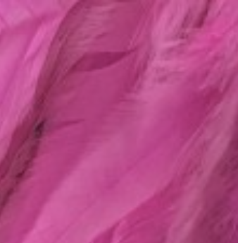 Whiting Farms Schlappen Feathers 10" to 14"