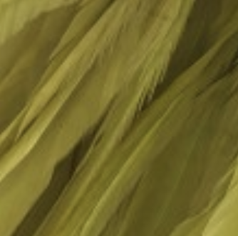 Whiting Farms Schlappen Feathers 10" to 14"