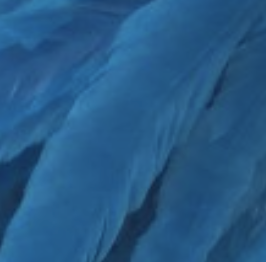 Whiting Farms Schlappen Feathers 10" to 14"