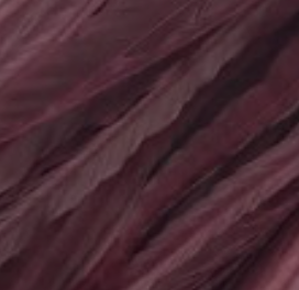 Whiting Farms Schlappen Feathers 10" to 14"