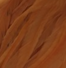 Whiting Farms Schlappen Feathers 10" to 14"