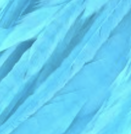 Whiting Farms Schlappen Feathers 10" to 14"
