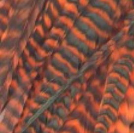 Whiting Farms Schlappen Feathers 10" to 14"
