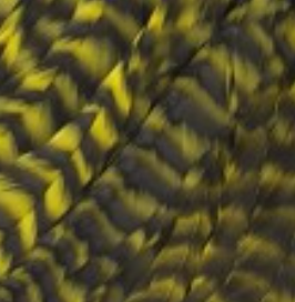 Whiting Farms Schlappen Feathers 10" to 14"