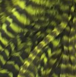 Whiting Farms Schlappen Feathers 10" to 14"