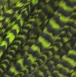 Whiting Farms Schlappen Feathers 10" to 14"