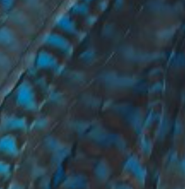 Whiting Farms Schlappen Feathers 10" to 14"