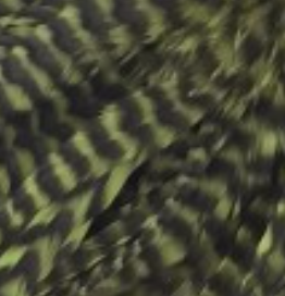 Whiting Farms Schlappen Feathers 10" to 14"