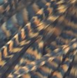 Whiting Farms Schlappen Feathers 10" to 14"