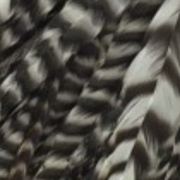 Whiting Farms Schlappen Feathers 10" to 14"
