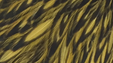 Whiting Farms Schlappen Feathers 10" to 14"