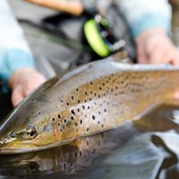 Cortland Trout Boss Fly Line